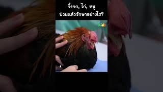 จิ้งจก, ไก่, หนู ป่วยแล้วรักษาอย่างไร? #Shorts
