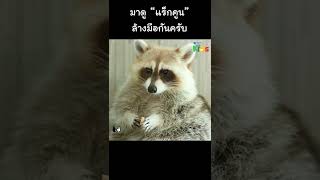 ขนาด “แร็กคูน” ยังต้องล้างมือ #Shorts