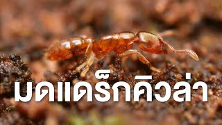 สารคดี สำรวจโลก ตอน มดแด๊กคูล่า นักสังหารตัวจิ๋วแห่งเกาะพิศวง