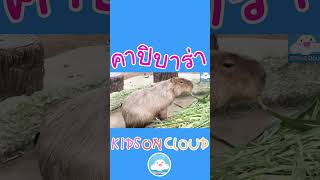 คาปิบาร่า หนูยักษ์ใจดีสวนสัตว์เขาเขียว
