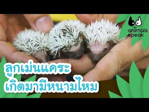 ลูกเม่นแคระ เกิดมามีหนามไหม | Animals Speak [by Mahidol Kids]