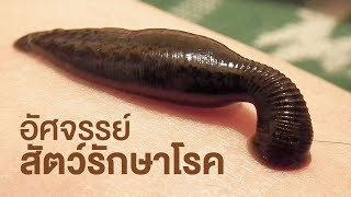 สารคดี สำรวจโลก ตอน อัศจรรย์สัตว์รักษาโรค