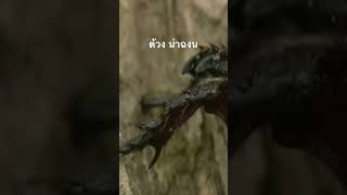 #doxzilla #สำรวจโลก #สารคดี #สารคดีสัตว์