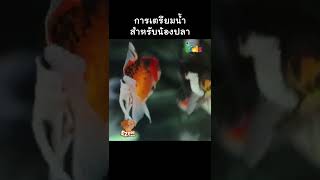 การเตรียมน้ำสำหรับ "น้องปลา" #Shorts