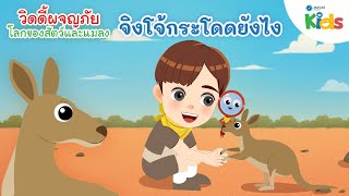 จิงโจ้กระโดดยังไง | วิดดี้ผจญภัย "โลกของสัตว์และแมลง"