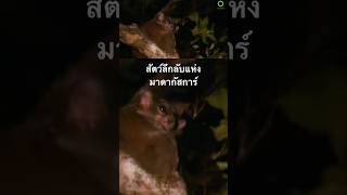 #สารคดี #สำรวจโลก #doxzilla #สารคดีสัตว์ #สารคดีสัตว์โลก #สารคดีสัตว์ป่า #ลีเมอร์ #มาดากัสการ์