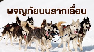 สารคดี สำรวจโลก ตอน ผจญภัยบนลากเลื่อน