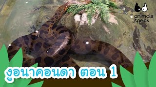 งูยักษ์ อนาคอนดา ตอน 1 | Animals Speak [by Mahidol Kids]