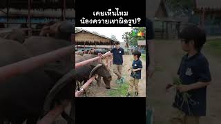 น้องควายเขาผิดรูป #Shorts