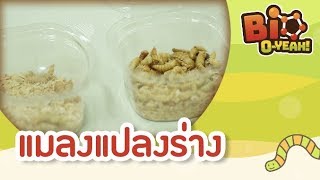 แมลงแปลงร่าง | Bio O-YEAH! [Mahidol Kids]