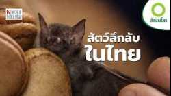 ประเทศไทยซ่อนโลกสัตว์ป่าที่คุณไม่เคยเห็นไว้มากแค่ไหน? | สารคดี สำรวจโลก