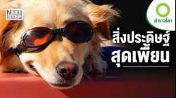 ไอเดียหลุดโลกของคนรักสัตว์ | สารคดี สำรวจโลก ตอน สิ่งประดิษฐ์เพื่อสัตว์เลี้ยง