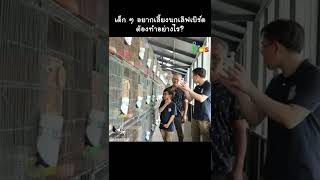 อยากเลี้ยงเลิฟเบิร์ด ต้องทำอย่างไร? #Shorts