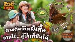 ตามติดชีวิตผีเสื้อ จากไข่…สู่ปีกที่บินได้ | Zookeeper