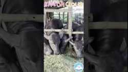 ค ควาย นาเฮียใช้ ตัวอวบอ้วนน่ารักสุดๆ