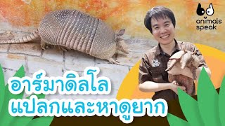 อาร์มาดิลโล แปลกและหาดูยาก | Animals Speak [By Mahidol Kids]