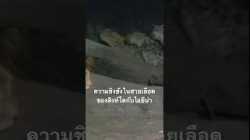 #สำรวจโลก #ไฮยีน่า #สิงห์โต #สารคดี #doxzilla #สารคดีสัตว์โลก
