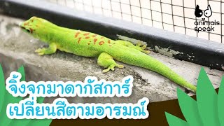 จิ้งจกมาดากัสการ์ เปลี่ยนสีตามอารมณ์ | Animals Speak [Mahidol Kids]