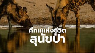 สุนัขป่า พวกมันจะอยู่รอดได้อย่างไร… เมื่อโลกกำลังเปลี่ยนไป | สารคดี สำรวจโลก