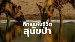 สุนัขป่า พวกมันจะอยู่รอดได้อย่างไร… เมื่อโลกกำลังเปลี่ยนไป | สารคดี สำรวจโลก