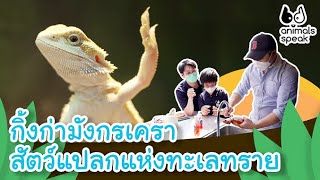 กิ้งก่ามังกรเครา สัตว์แปลกแห่งทะเลทราย | Animals Speak