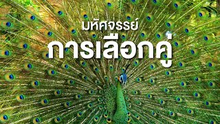 สารคดี สำรวจโลก ตอน มหัศจรรย์การเลือกคู่