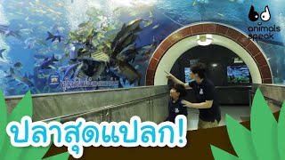 ปลาสุดแปลก! | Animals Speak