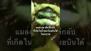 #สำรวจโลก #doxzilla #สารคดี #สารคดีสัตว์