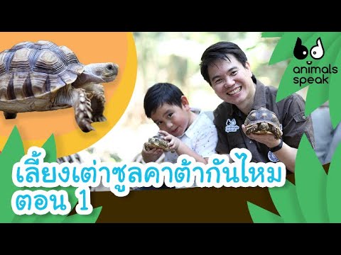 เลี้ยงเต่าซูลคาต้ากันไหม ตอน 1 | Animals Speak [by Mahidol Channel]