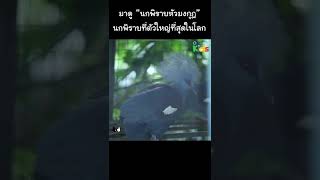 มาดู “นกพิราบหัวมงกุฎ” นกพิราบที่ตัวใหญ่ที่สุดในโลก #Shorts
