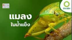 แมลงอยู่รอดได้อย่างไรในความหนาวต่ำกว่าศูนย์? | สารคดี สำรวจโลก