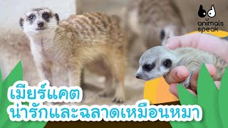 เมียร์แคต น่ารักและฉลาดเหมือนหมา | Animals Speak [Mahidol Kids]