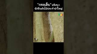 เข้าป่าดูหมีกับกรงเล็บปริศนา #Shorts