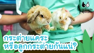 กระต่ายแคระหรือลูกกระต่ายกันแน่? | Animals Speak [Mahidol Kids]