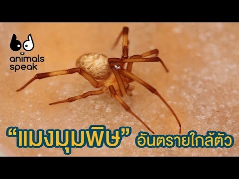 แมงมุมพิษอันตรายใกล้ตัว : Animals Speak [by Mahidol]