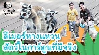 ลีเมอร์หางแหวน สัตว์ในการ์ตูนที่มีจริง | Animals Speak [by Mahidol Kids]