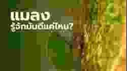 ทำไมแมลงถึงถูกขนานนามว่าเป็นนักกลยุทธ์แห่งธรรมชาติ? | สารคดี สำรวจโลก