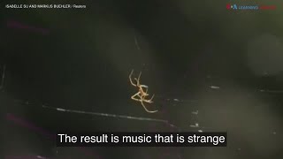 Listening to a Spider’s Web