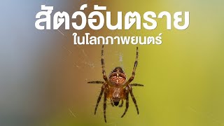 สารคดี สำรวจโลก ตอน สัตว์อันตรายในโลกภาพยนตร์  เขย่าขวัญจอภาพยนตร์กับเพชฌฆาตแปดขา