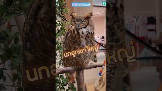 นกฮูกเขาใหญ่อยู่ที่เขาใหญ่ไหม