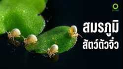จิ๋วแต่โหด! เปิดโลกนักล่าตัวเล็กที่อันตรายที่สุดในธรรมชาติ | สารคดี สำรวจโลก ตอน สมรภูมิตัวจิ๋ว