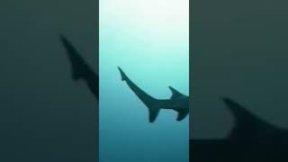 #สำรวจโลก #doxzilla #สารคดี #animals #science #สารคดีสัตว์ #สารคดีสัตว์โลก