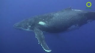สารคดีสำรวจโลก ตอน วาฬหลังค่อมแห่งตองกา