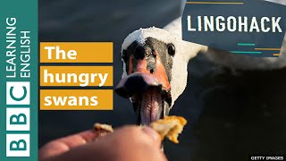 The hungry swans: Lingohack