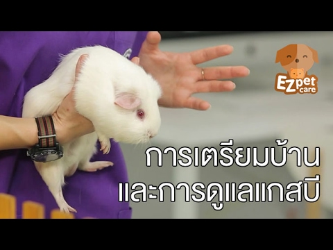 EZ pet care [by Mahidol] การเตรียมบ้านและการดูแลแกสบี