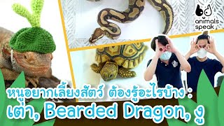 หนูอยากเลี้ยงสัตว์ ต้องรู้อะไรบ้าง : เต่า, Bearded Dragon, งู | Animals Speak