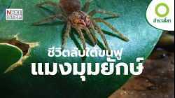 จากปีศาจในจินตนาการสู่ฟันเฟืองสำคัญของธรรมชาติ | สารคดี สำรวจโลก