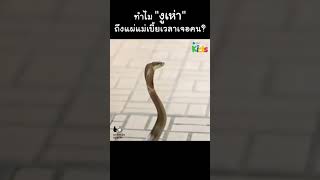 ไขปริศนา! งูเห่าทำแบบนี้เพราะ... #Shorts