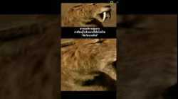กดแผ่นเสียงเพื่อดูสารคดีเรื่องเต็ม #สำรวจโลก #สารคดี #doxzilla #สารคดีสัตว์