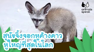 สุนัขจิ้งจอกหูค้างคาว หูใหญ่ที่สุดในโลก | Animals Speak [Mahidol Kids]